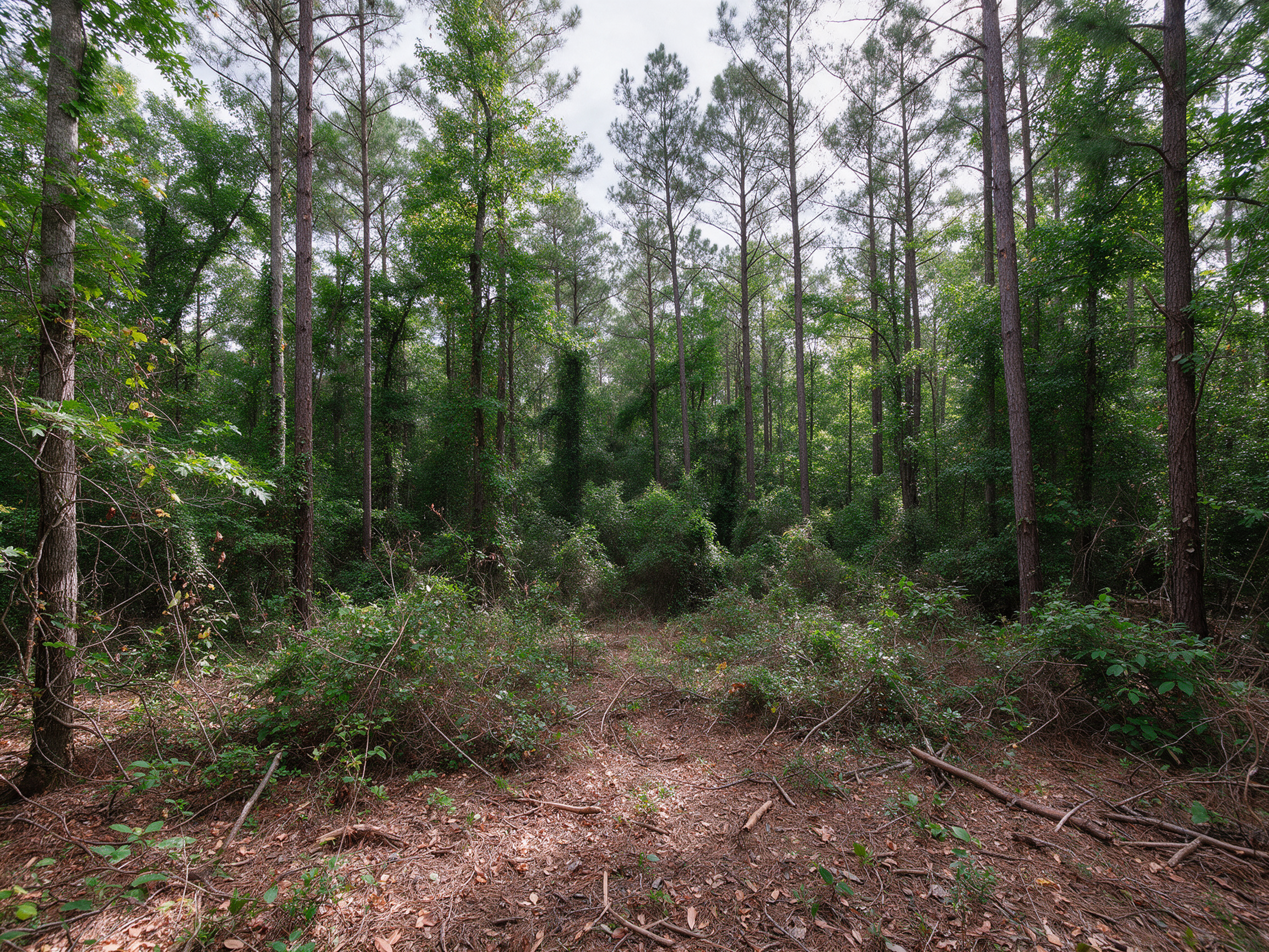 Overgrown dense forest thicket before land clearing in North Carolina
